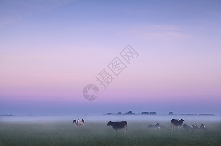 日出时雾雾中荷兰牧场图片