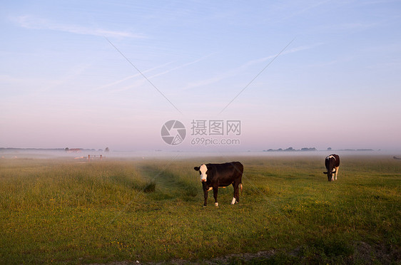 荷兰牧牛的奶牛图片