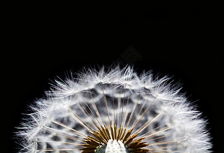 dandelion 的宏图片