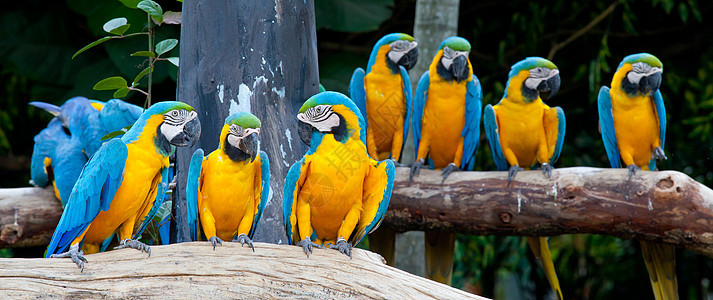 彩色金刚鹦鹉绿色翅膀异国丛林眼睛黄色蓝色鸟舍生活动物群图片