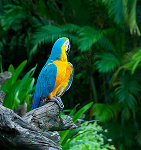 彩色金刚鹦鹉生活鸟舍鹦鹉羽毛宠物绿色红色动物园情调鸟类图片