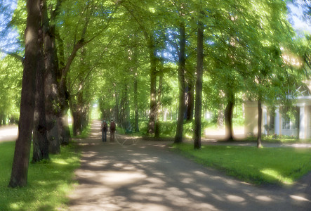 在公园里地面分支机构小路胡同晴天绿色天气露天树木植物图片