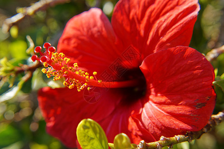 希比斯花花热带季节蜜蜂植物学花园花蜜木槿花店植物生长背景图片