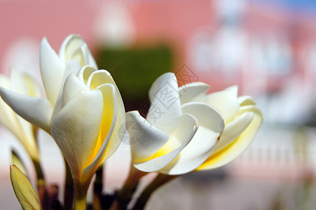 管道植物群异国香水花园热带花瓣芳香香味情调鸡蛋花图片