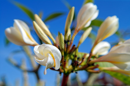 管道芳香花瓣异国情调植物鸡蛋花热带香味气味花园图片