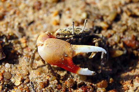 单芯螃蟹钓鱼姿势海鲜洞穴冒充市场身体海洋土地盐水图片