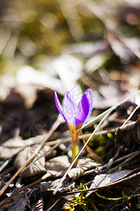 初春花 林木中的蓝花朵植物学季节礼物力量地面植物紫色生存宏观植物群图片