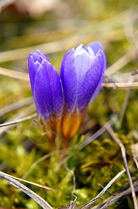 初春花 林木中的蓝花朵礼物紫色红花季节地面植物群植物生存力量花粉图片
