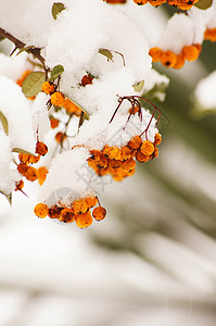 雪和冰下的红宝石玫瑰花园季节生活植物群水果蓝色园艺衬套太阳植物图片