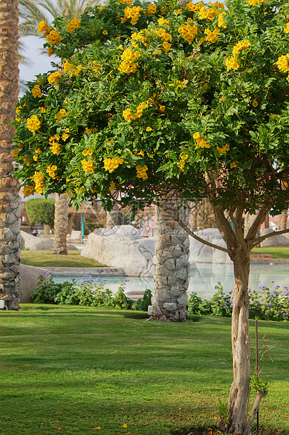 阿拉曼达树花园植物藤蔓黄色树叶雨滴香味花瓣金喇叭热带图片