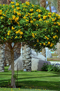 花丛香味花瓣藤蔓花园黄色树叶热带植物雨滴金喇叭图片