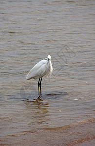 Egret 电子格雷特羽毛野生动物边缘白鹭荒野反射白色海洋水鸟苍鹭图片