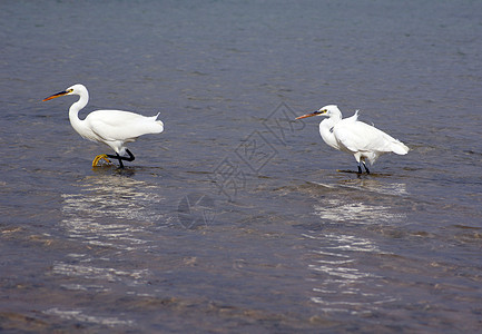 几只母驼反射水禽边缘苍鹭荒野野生动物水鸟海洋白色羽毛图片