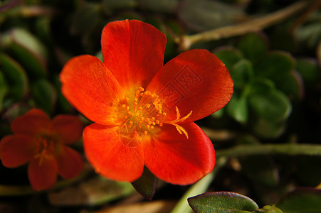 波尔库拉卡花园苔藓气候热带生长大花花瓣植物学宏观叶子图片