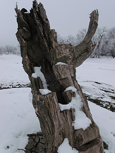 独特的木材灌木和白树背景图片