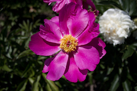 帝国红花前院红色芍药花瓣植物花园粉色帝王后院院子图片