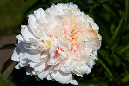 脊柱花后院前院枢轴芍药院子花园花瓣白色植物图片