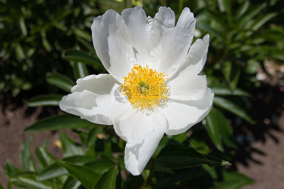 鲜花中的脊柱花前院花瓣芍药后院植物枢轴院子白色花园图片