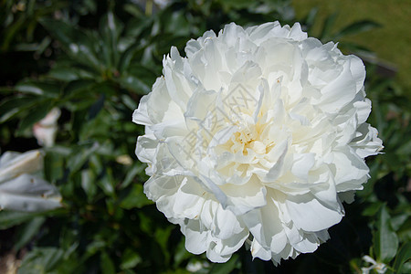 皮松花朵道森真花花园前院芍药植物枢轴水平花瓣院子后院白色图片