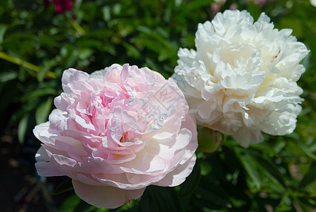 皮松花朵道森真花水平枢轴花瓣芍药白色后院植物院子前院花园图片