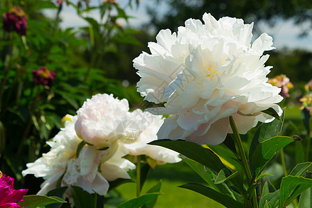 皮松花朵道森真花花园院子枢轴后院白色前院水平植物芍药花瓣图片