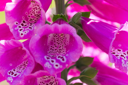 Lupine 鲜花的缝合图片