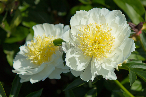 青春中的鲜花植物花瓣院子前院后院枢轴花园图片