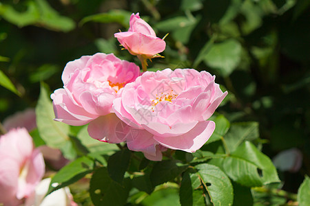 粉红玫瑰花瓣青春中芳香丝雀玫瑰花园花瓣植物前院院子水平后院背景