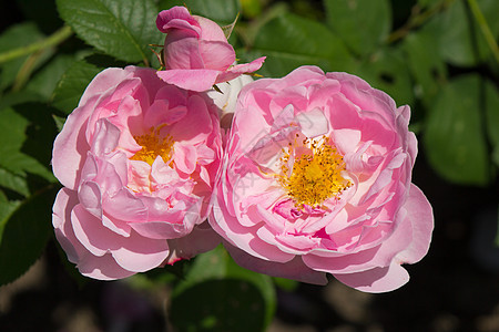 青春中芳香丝雀玫瑰花瓣前院院子植物花园水平后院图片