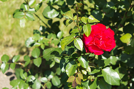 布鲁布都柏林湾玫瑰院子植物花瓣后院花园前院红色水平花朵图片