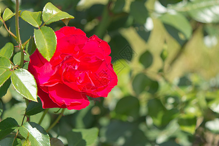 布鲁布都柏林湾玫瑰植物水平花瓣院子前院后院花朵红色花园图片