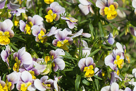 青花花植物花园花瓣院子前院后院图片