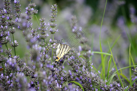 熔岩场中的蝴蝶帕皮利奥马切翁宏观生活花瓣植物农村花园叶子君主野生动物翅膀图片