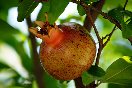 在树枝上缝合新鲜的石榴水果小吃果园热带营养种子季节纤维衬套葡萄糖甜点图片
