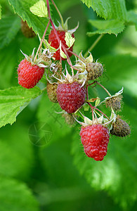 树莓草莓水果红色活力宏观养分花园甜点叶子覆盆子白色图片