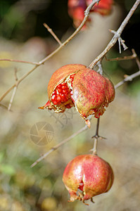 在树枝上缝合新鲜的石榴水果果汁营养素甜点食物叶子纤维小吃季节热带葡萄糖图片