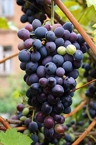 紧紧关上一帮红葡萄 在温多尔德生物营养酒厂食物黑色紫色藤蔓水果葡萄园红色图片