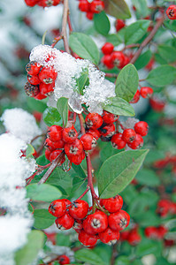 雪和冰下的红宝石玫瑰荚蒾枝条园艺太阳浆果花园蓝色衬套生长天空图片