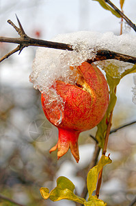 在花园下雪下的树枝上采出多彩的石榴水果果园叶子果汁异国热带情调饮食食物植物气候图片