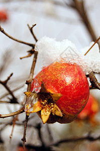 在花园下雪下的树枝上采出多彩的石榴水果果园叶子果汁情调热带食物萼片植物异国植物群图片