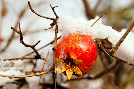 在花园下雪下的树枝上采出多彩的石榴水果植物饮食萼片气候果汁叶子果园异国热带食物图片