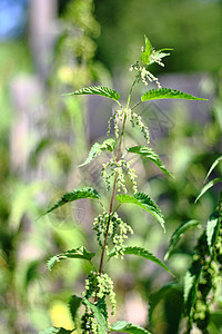 树丛荨麻衬套药品杂草花园荨麻疹输尿管荒野宏观风湿病背景图片