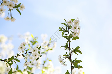 鲜花季节生活花园玫瑰植物叶子天空妈妈们水果农业图片