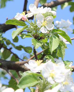 苹果花花瓣枝条植物绿色天空叶子水果白色植物学蓝色图片