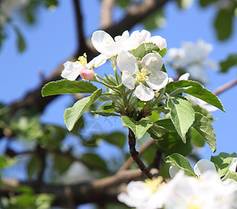苹果花枝条蓝色叶子绿色白色植物学花瓣植物天空水果图片
