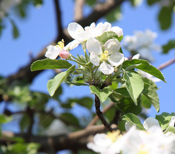 苹果花枝条蓝色叶子绿色白色植物学花瓣植物天空水果图片