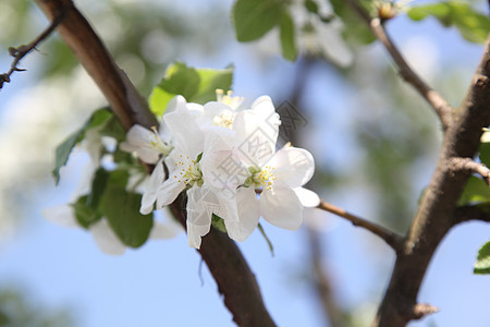 苹果花花瓣白色天空绿色植物枝条蓝色植物学叶子水果图片