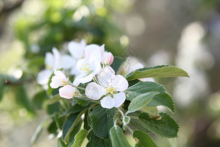 苹果花蓝色绿色植物天空水果花瓣植物学白色枝条叶子图片