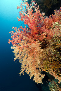 红海热带珊瑚礁植物阳光盐水太阳光射线海洋异国珊瑚场景蓝色图片