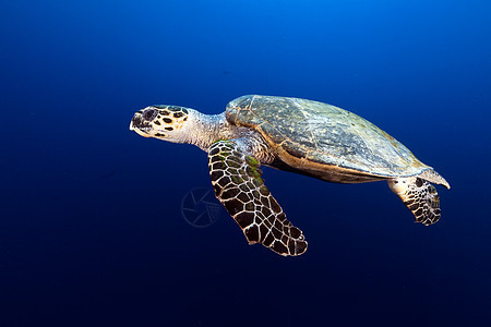 红海的霍克斯比乌龟海洋情调热带潜水植物射线场景海景生活天堂图片